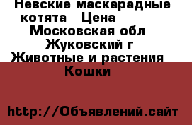 Невские маскарадные котята › Цена ­ 5 000 - Московская обл., Жуковский г. Животные и растения » Кошки   